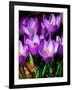 Crocus, Reading, Massachusetts-Lisa S. Engelbrecht-Framed Photographic Print