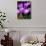 Crocus, Reading, Massachusetts-Lisa S. Engelbrecht-Photographic Print displayed on a wall