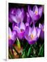 Crocus, Reading, Massachusetts-Lisa S. Engelbrecht-Framed Photographic Print