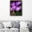 Crocus, Reading, Massachusetts-Lisa S. Engelbrecht-Framed Photographic Print displayed on a wall