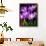 Crocus, Reading, Massachusetts-Lisa S. Engelbrecht-Framed Photographic Print displayed on a wall