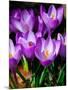 Crocus, Reading, Massachusetts-Lisa S. Engelbrecht-Mounted Photographic Print