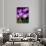 Crocus, Reading, Massachusetts-Lisa S. Engelbrecht-Photographic Print displayed on a wall