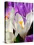 Crocus, Reading, Massachusetts-Lisa S. Engelbrecht-Stretched Canvas