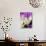 Crocus, Reading, Massachusetts-Lisa S. Engelbrecht-Stretched Canvas displayed on a wall