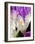 Crocus, Reading, Massachusetts-Lisa S. Engelbrecht-Framed Photographic Print