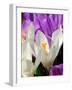 Crocus, Reading, Massachusetts-Lisa S. Engelbrecht-Framed Photographic Print