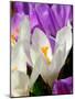 Crocus, Reading, Massachusetts-Lisa S. Engelbrecht-Mounted Photographic Print