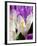 Crocus, Reading, Massachusetts-Lisa S. Engelbrecht-Framed Photographic Print