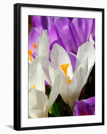 Crocus, Reading, Massachusetts-Lisa S. Engelbrecht-Framed Photographic Print