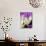 Crocus, Reading, Massachusetts-Lisa S. Engelbrecht-Mounted Photographic Print displayed on a wall