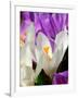 Crocus, Reading, Massachusetts-Lisa S. Engelbrecht-Framed Photographic Print