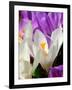 Crocus, Reading, Massachusetts-Lisa S. Engelbrecht-Framed Photographic Print