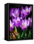 Crocus, Reading, Massachusetts-Lisa S. Engelbrecht-Framed Stretched Canvas