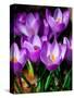 Crocus, Reading, Massachusetts-Lisa S. Engelbrecht-Stretched Canvas