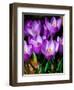 Crocus, Reading, Massachusetts-Lisa S. Engelbrecht-Framed Photographic Print