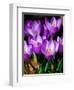 Crocus, Reading, Massachusetts-Lisa S. Engelbrecht-Framed Photographic Print