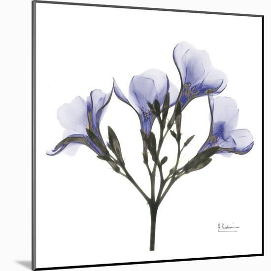 Crocus's in Purple-Albert Koetsier-Mounted Art Print