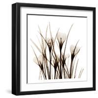 Crocus Sienna-Albert Koetsier-Framed Art Print