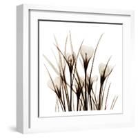 Crocus Sienna-Albert Koetsier-Framed Art Print