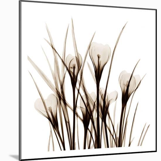 Crocus Sienna-Albert Koetsier-Mounted Art Print