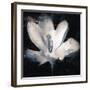 Crocus Sketch-Malcolm Sanders-Framed Giclee Print