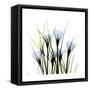 Crocus Square-Albert Koetsier-Framed Stretched Canvas