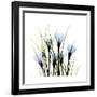 Crocus Square-Albert Koetsier-Framed Art Print