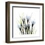 Crocus Square-Albert Koetsier-Framed Art Print