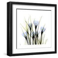 Crocus Square-Albert Koetsier-Framed Art Print