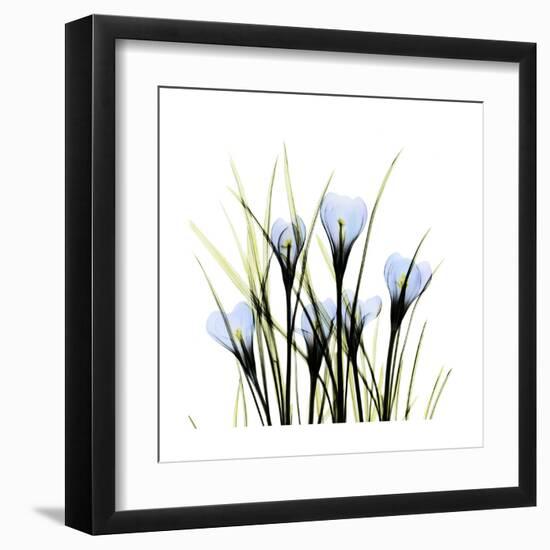 Crocus Square-Albert Koetsier-Framed Art Print