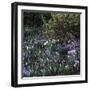 Crocus vernus/Crocus Spring-null-Framed Photographic Print