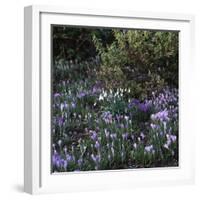 Crocus vernus/Crocus Spring-null-Framed Photographic Print