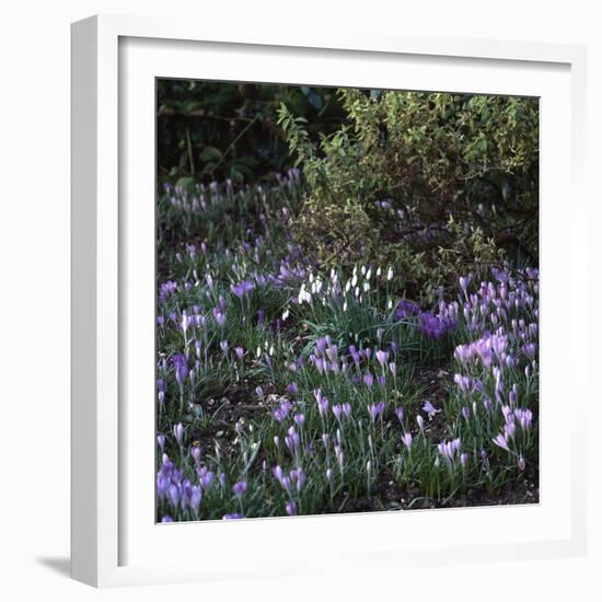 Crocus vernus/Crocus Spring-null-Framed Photographic Print