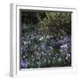 Crocus vernus/Crocus Spring-null-Framed Photographic Print