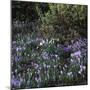 Crocus vernus/Crocus Spring-null-Mounted Photographic Print