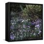 Crocus vernus/Crocus Spring-null-Framed Stretched Canvas