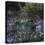 Crocus vernus/Crocus Spring-null-Stretched Canvas