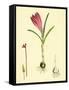 Crocus Vernus Purple Crocus-null-Framed Stretched Canvas