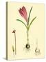 Crocus Vernus Purple Crocus-null-Stretched Canvas