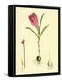 Crocus Vernus Purple Crocus-null-Framed Stretched Canvas