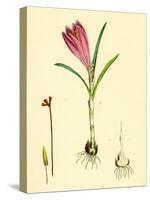 Crocus Vernus Purple Crocus-null-Stretched Canvas