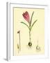 Crocus Vernus Purple Crocus-null-Framed Giclee Print