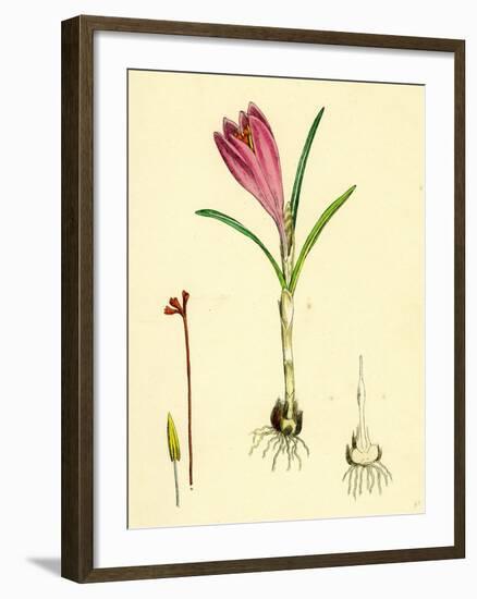 Crocus Vernus Purple Crocus-null-Framed Giclee Print