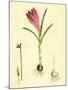 Crocus Vernus Purple Crocus-null-Mounted Giclee Print