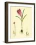 Crocus Vernus Purple Crocus-null-Framed Giclee Print