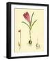 Crocus Vernus Purple Crocus-null-Framed Giclee Print