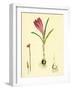 Crocus Vernus Purple Crocus-null-Framed Giclee Print