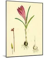 Crocus Vernus Purple Crocus-null-Mounted Giclee Print