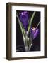 Crocus vernus/Spring Crocus/Spring Crocus-null-Framed Photographic Print